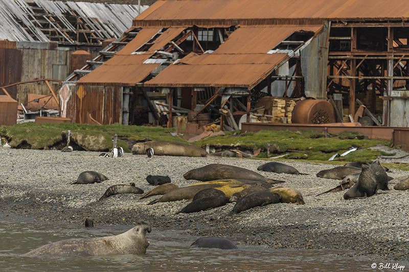 Elephant Seals, Stromness Harbor  5