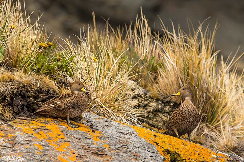 Pintail Ducks, Godthul Harbour  3