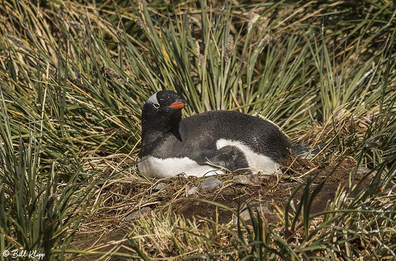 Gentoo Penguin, Prion Island  1