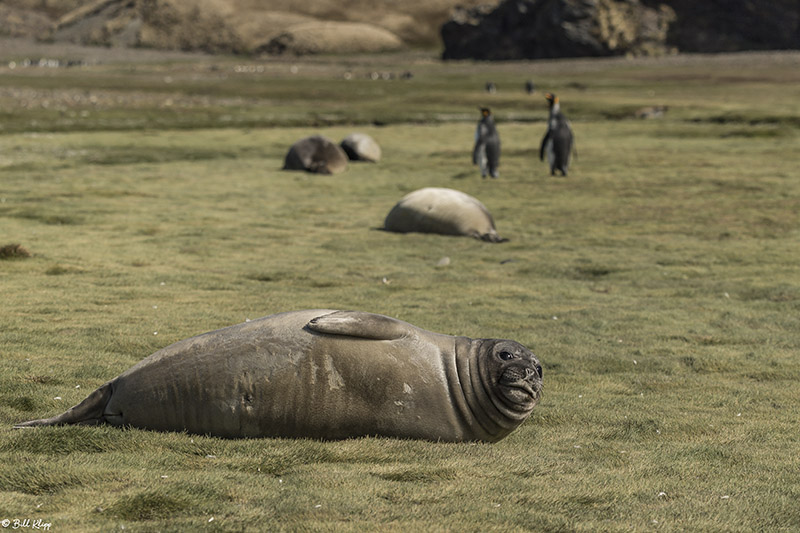 Elephant Seal, Fortuna Bay  2