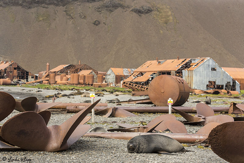 Stromness Harbour Whaling Station  1