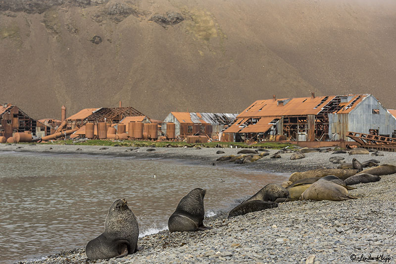 Stromness Harbour Whaling Station  3