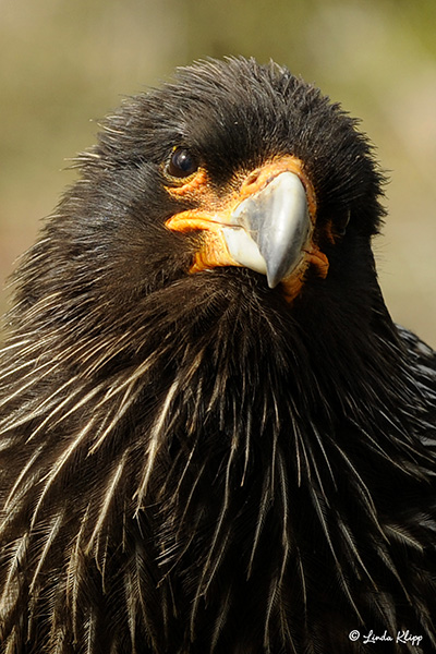 Striated Caracara, Caracass Island  4