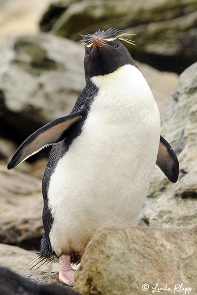 Rockhopper Penguins, Westpoint Island  14
