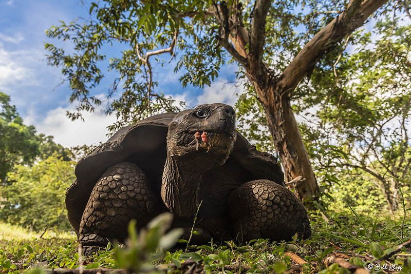 Galapagos Giant Tortoise, Santa Cruz Island  1