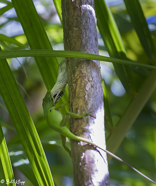 Green Anoles -- Territorial Fighting  3