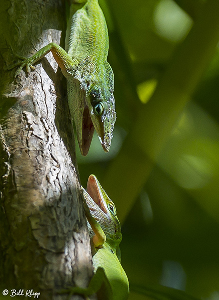 Green Anoles -- Territorial Fighting  4