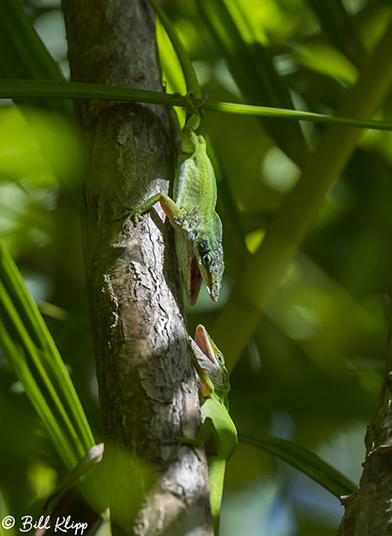 Green Anoles -- Territorial Fighting  5