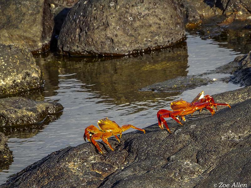 Sally Light-foot Crab, Santiago Island  2