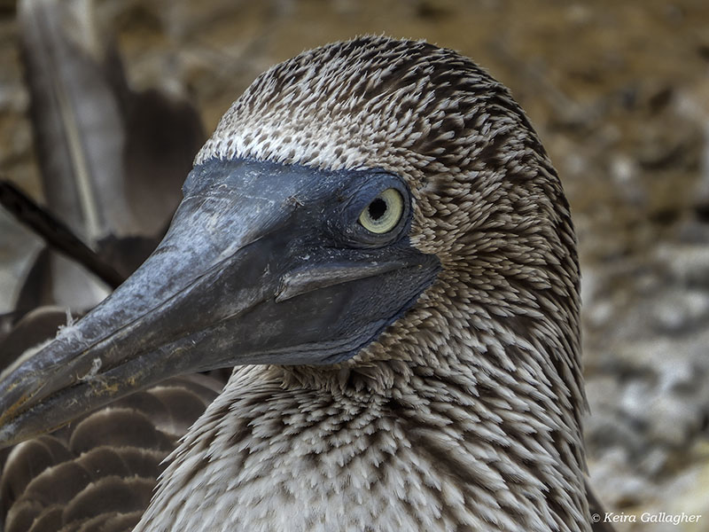 Blue-footed Booby, San Cristobal Island  11