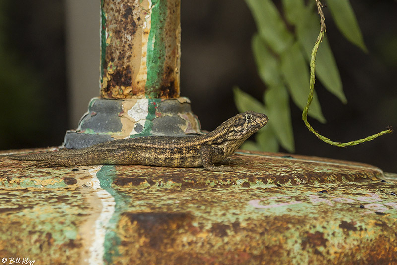 Curly-Tailed Lizard  8