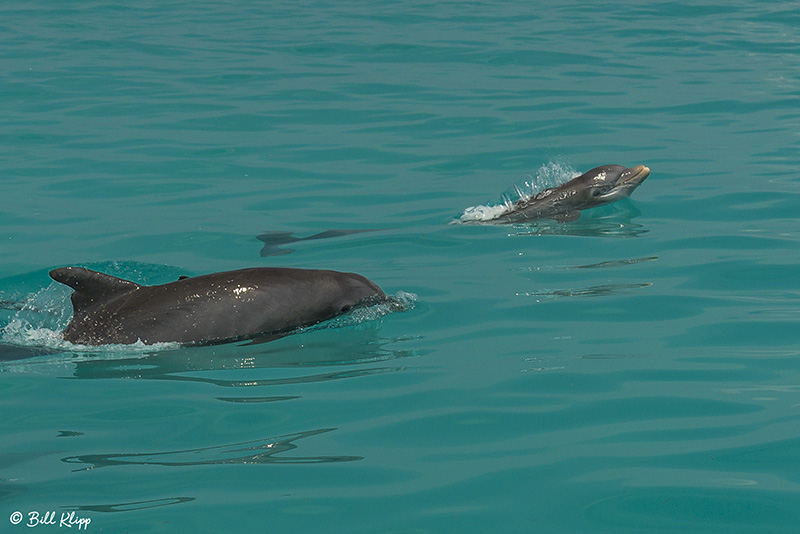 Bottlenose Dolphins, Marquesas Keys  6