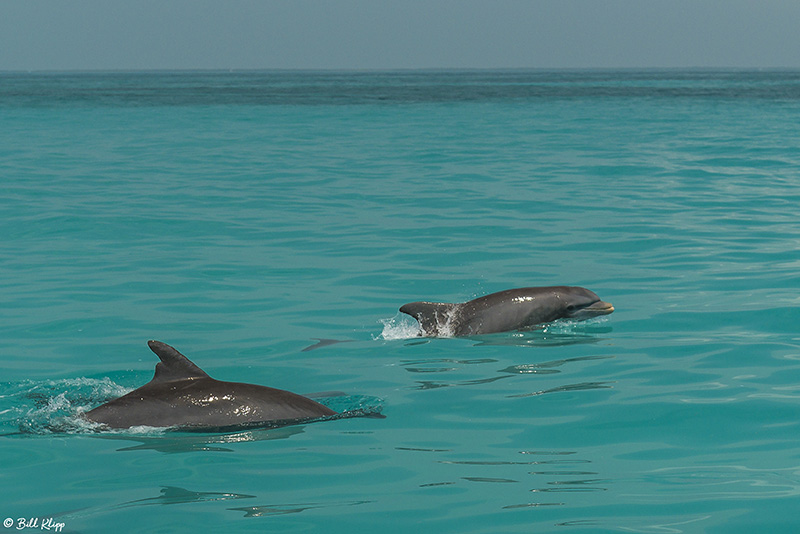 Bottlenose Dolphins, Marquesas Keys  5