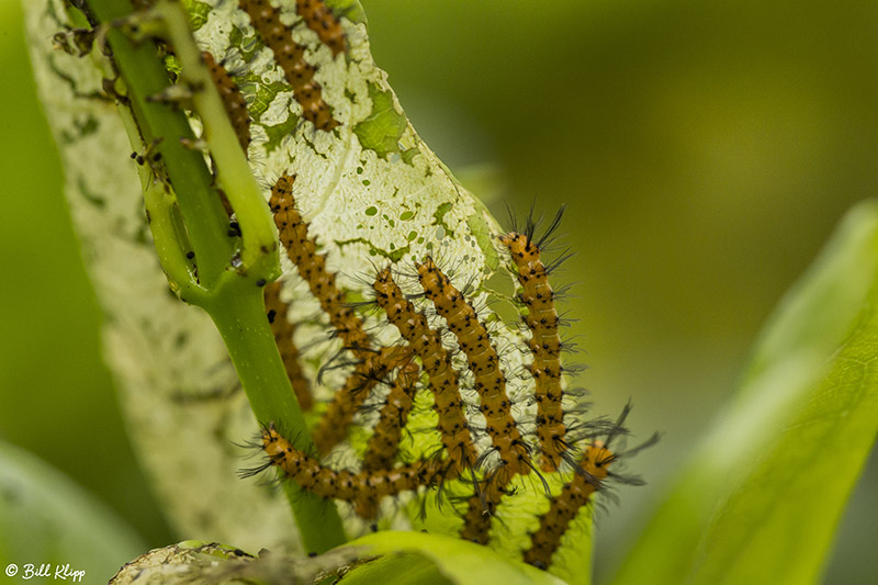 Oleander Caterpillars  2