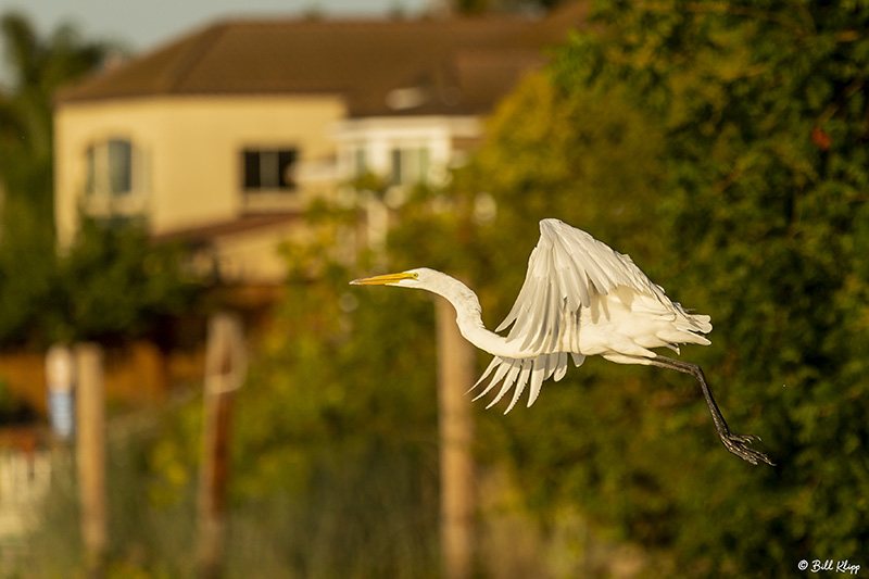 Great Egrets  66
