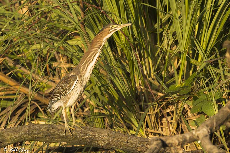 Green Heron  28