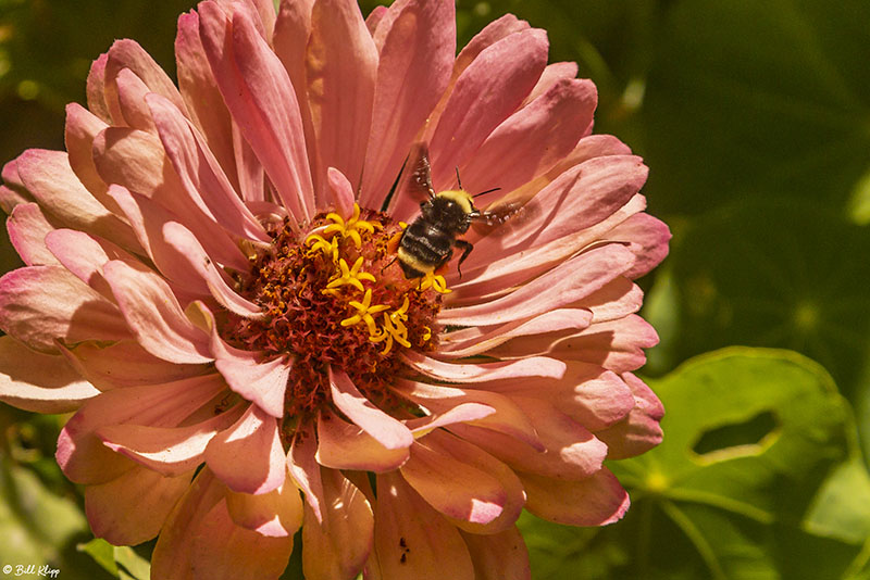 Bee on Flower  3