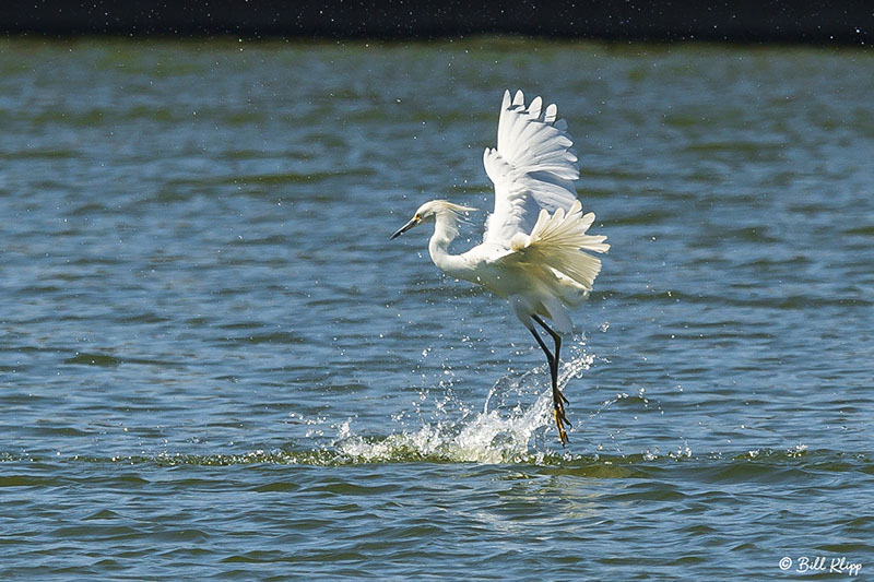Snowy Egret Fishing  77
