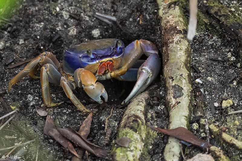 Blue Land Crab, Blue Hole, Big Pine Key  1