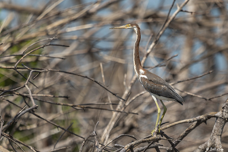 Tricolored Heron, Little Palm Island  5