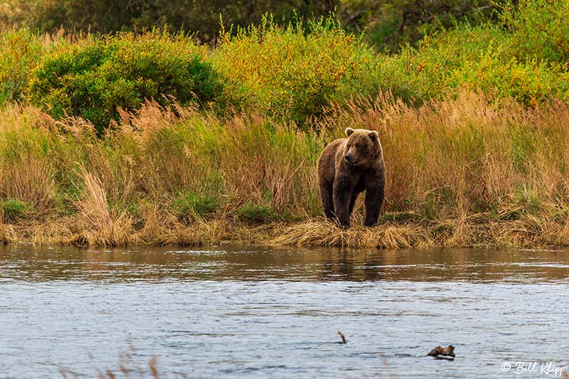 Brown Bears, Brooks Falls  2