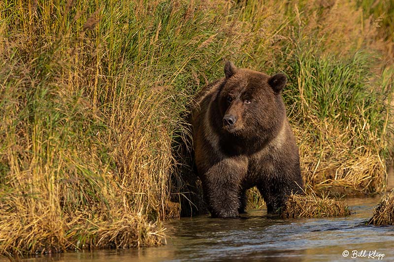 Brown Bears, Kulik  19