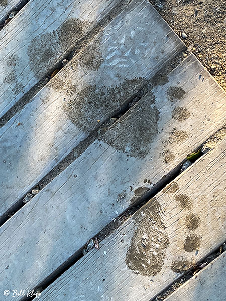 Brown Bear Tracks  1