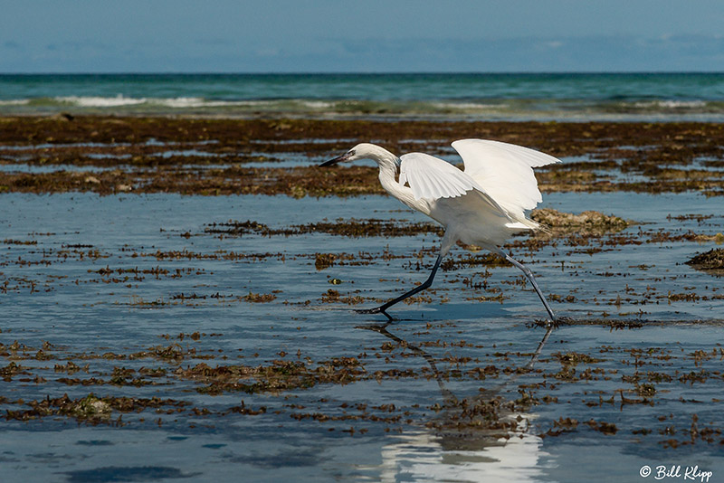 Juvenile Little Blue Heron, Marvin Keys  4