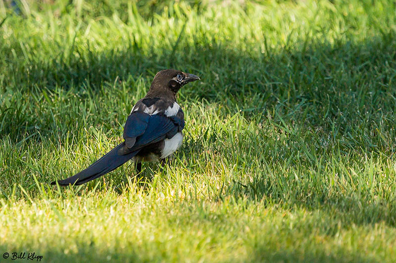 Magpies, Livingston, Montana