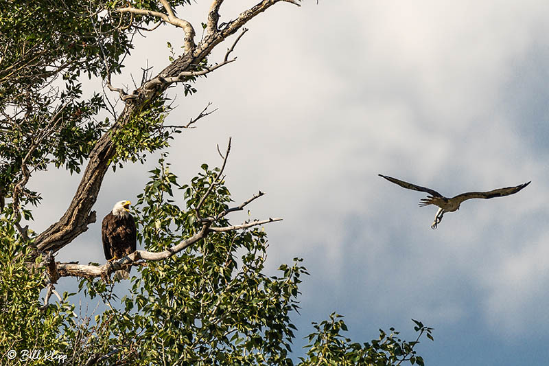 Bald Eagles, Yellowstone River, Montana