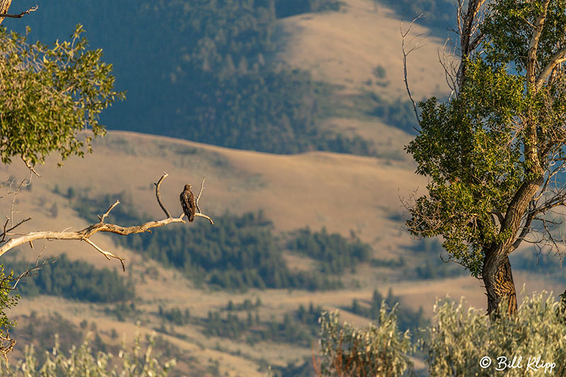 Bald Eagles, Yellowstone River, Montana