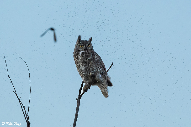 Great Horned Owl  45