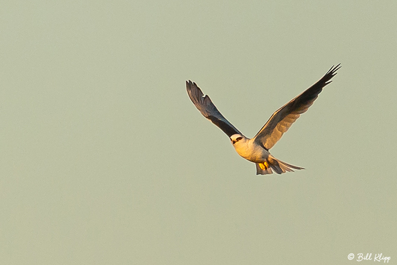 White Tailed Kite  6