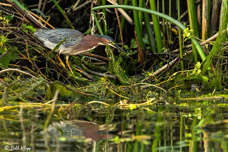 Green Heron  36