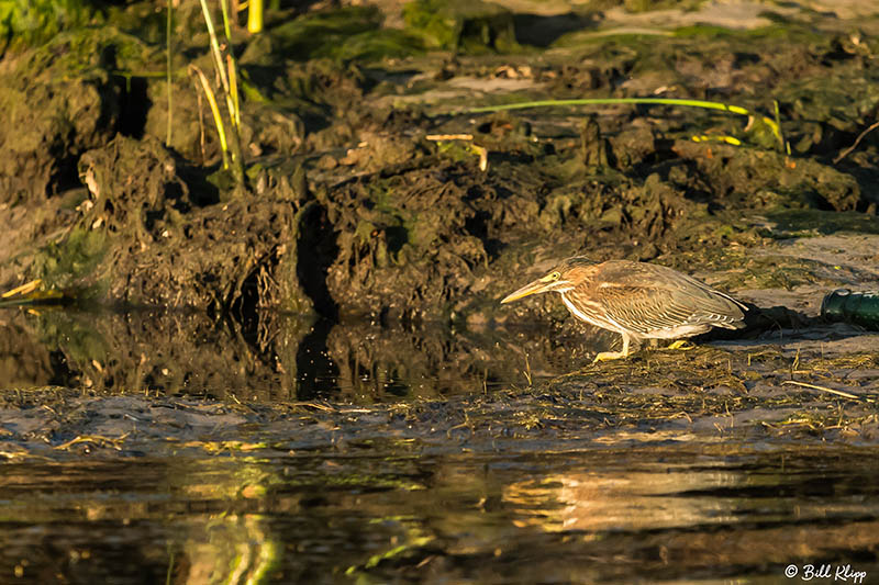 Green Heron  41