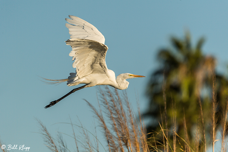 Great Egret  137