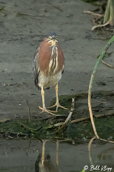 Green Heron   48