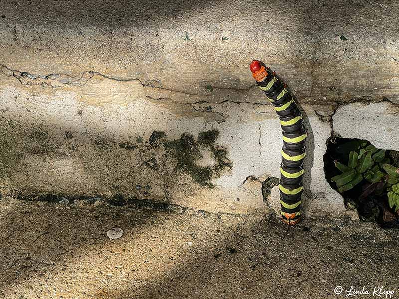 Frangipani Hornworm (Giant Sphinx Caterpillar)  1