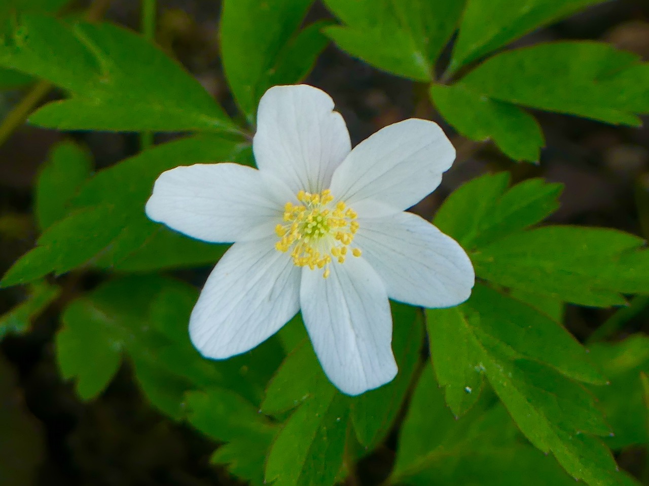 Anemone 