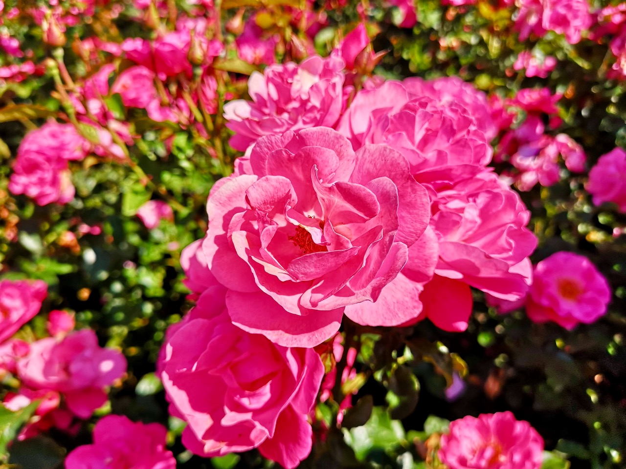 Alte Rosen