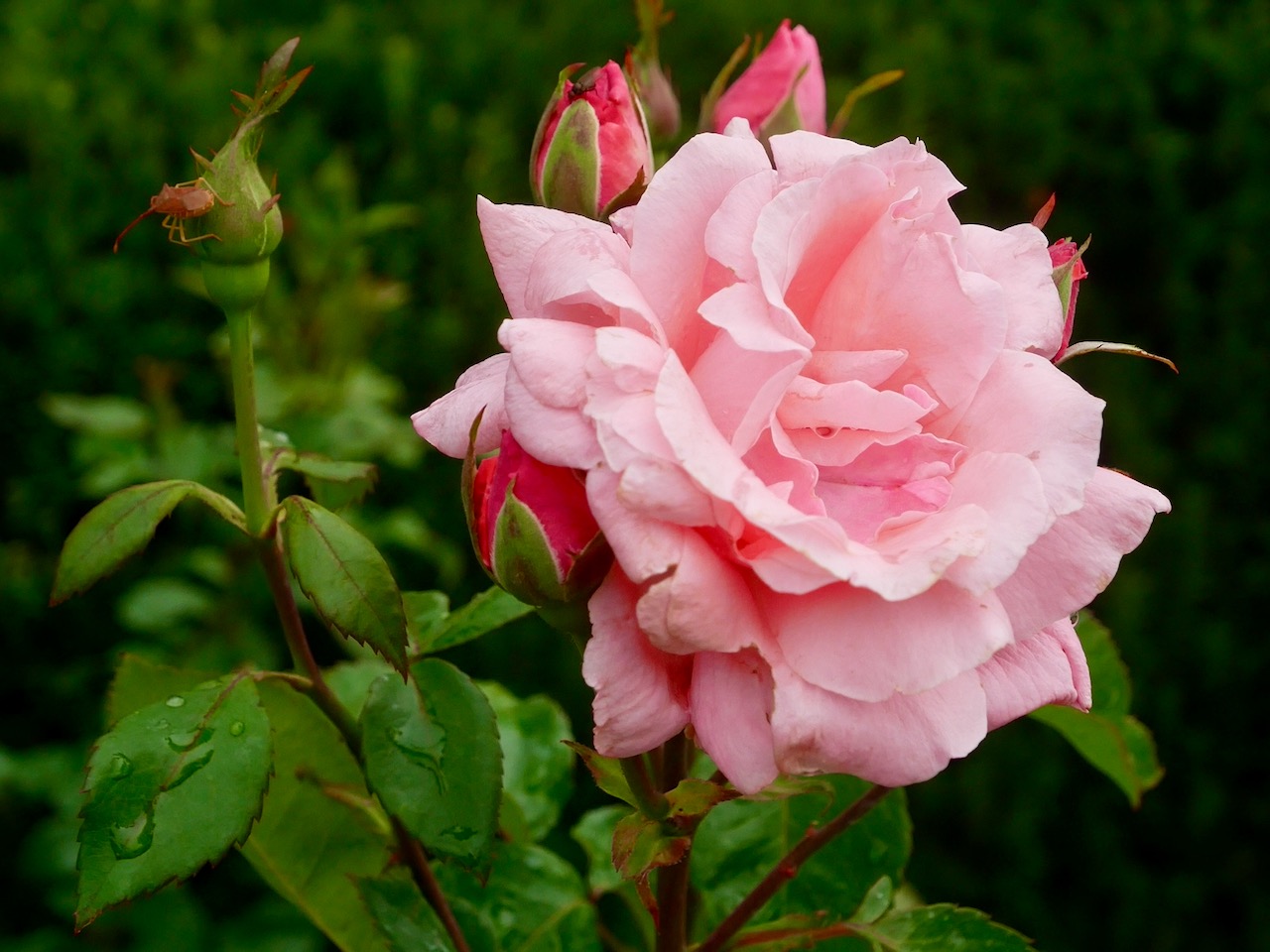 Rose