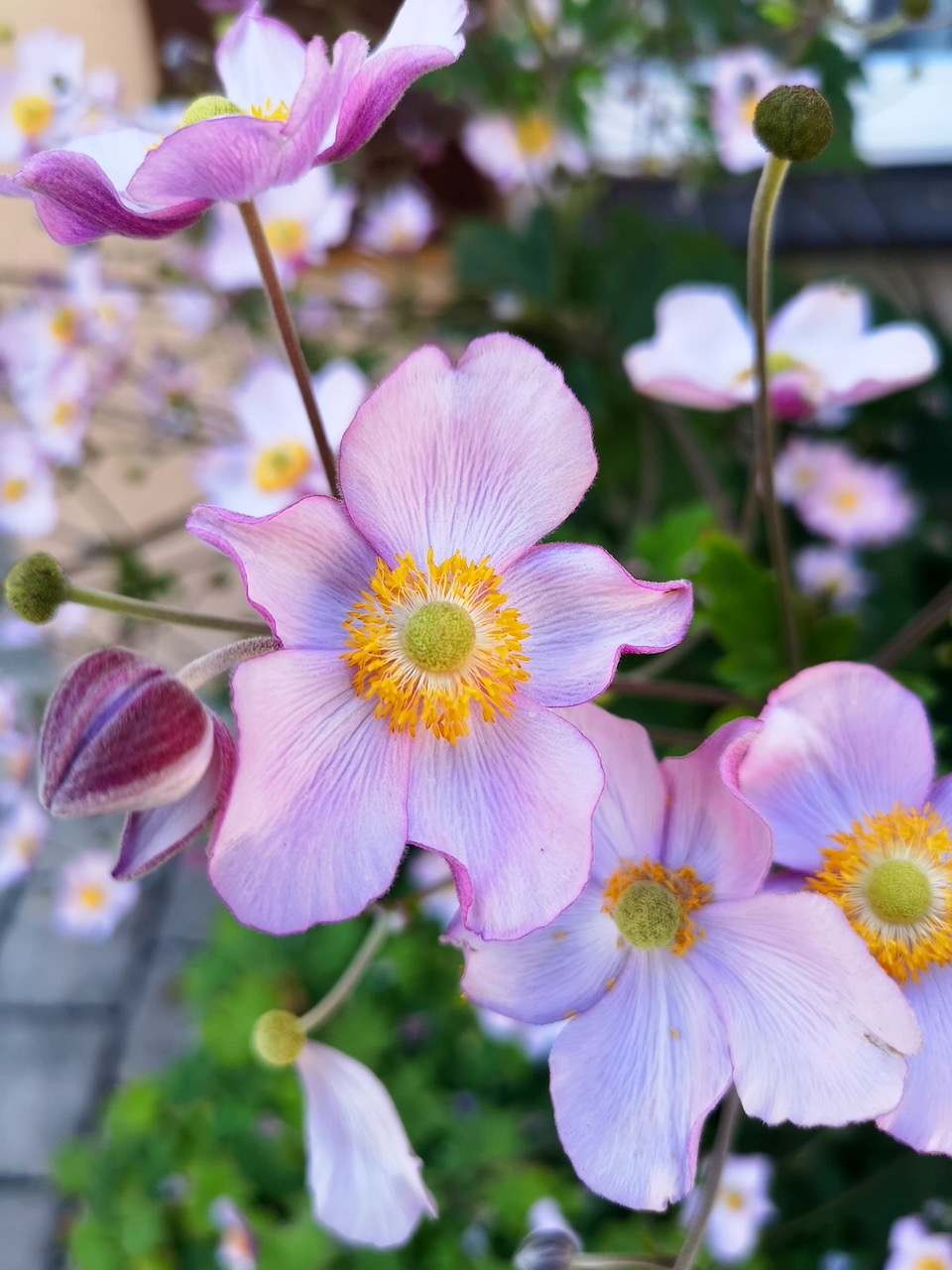 Herbst-Anemone