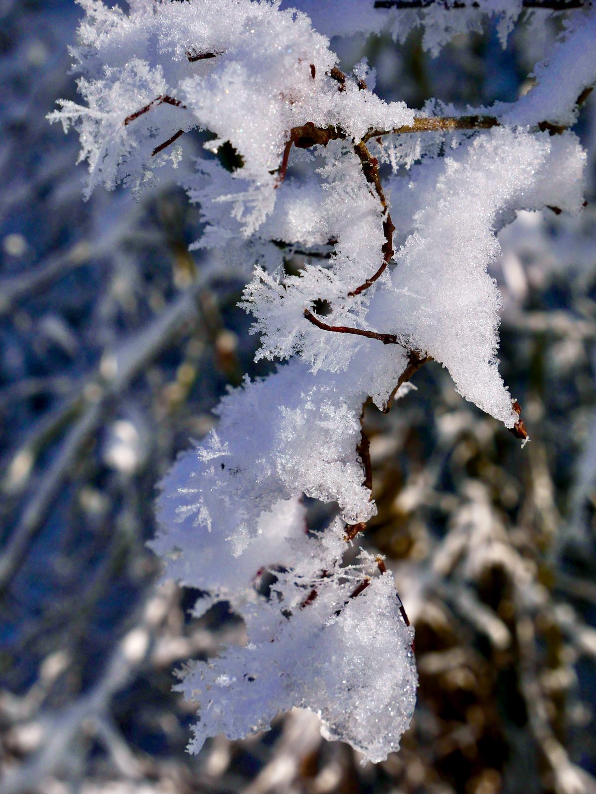 The art of  winter