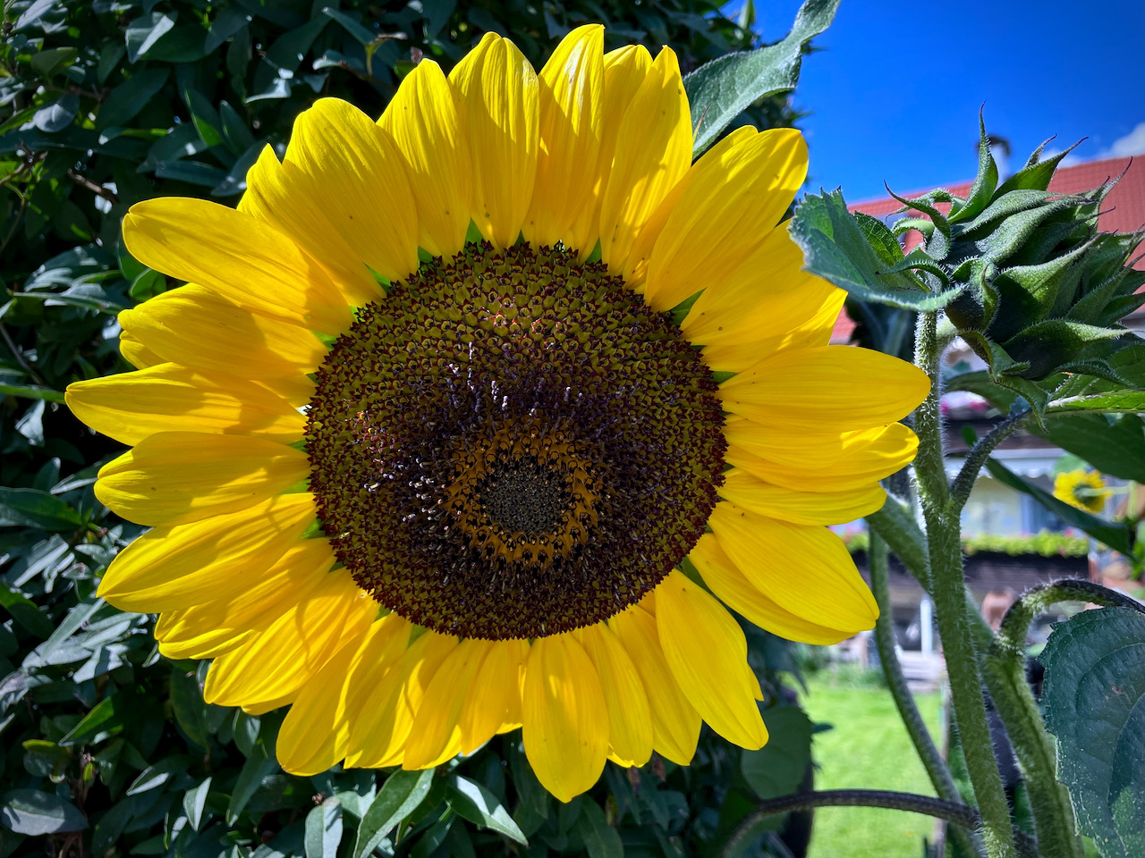 Sonnenblume