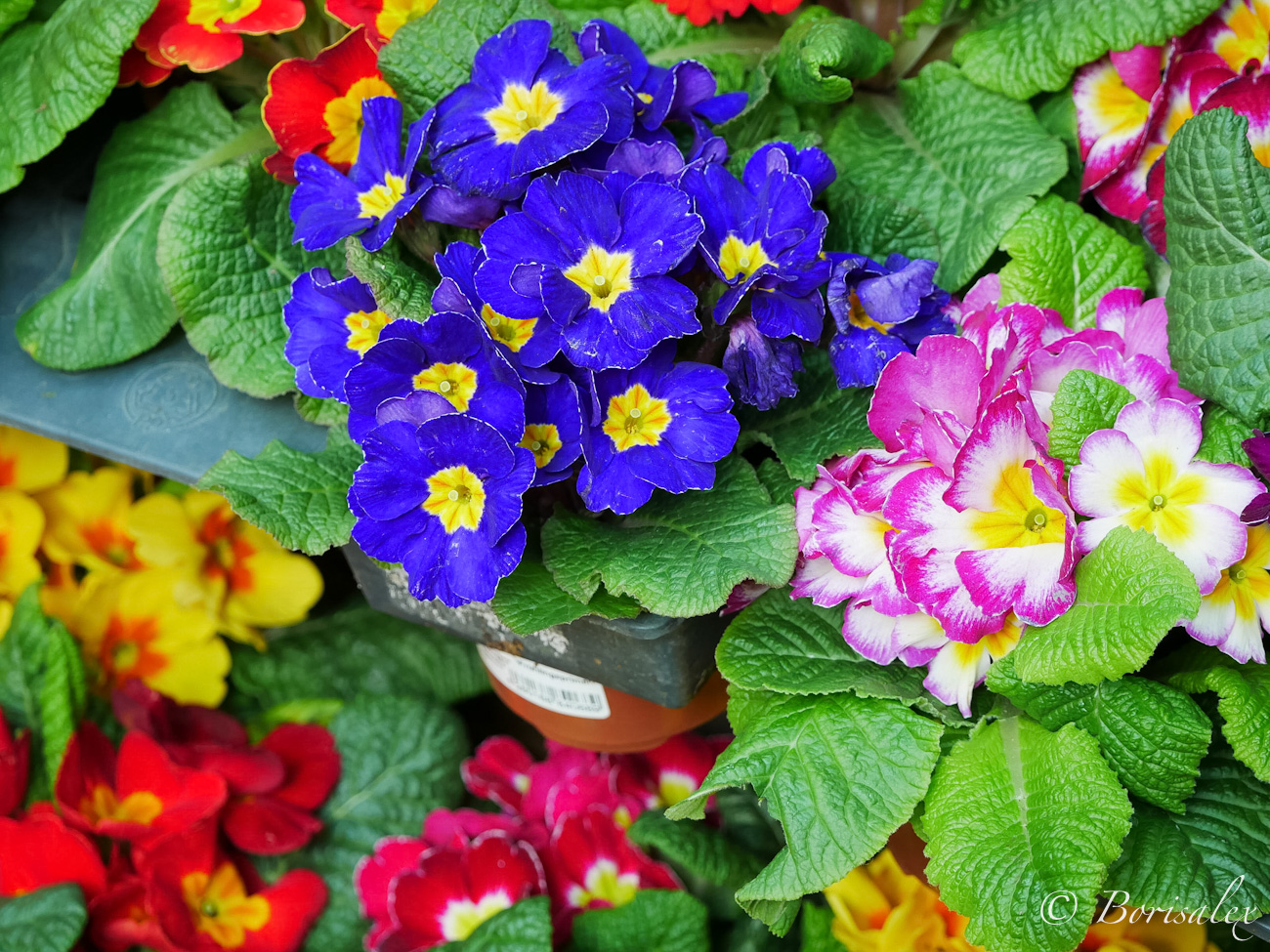 Primula 