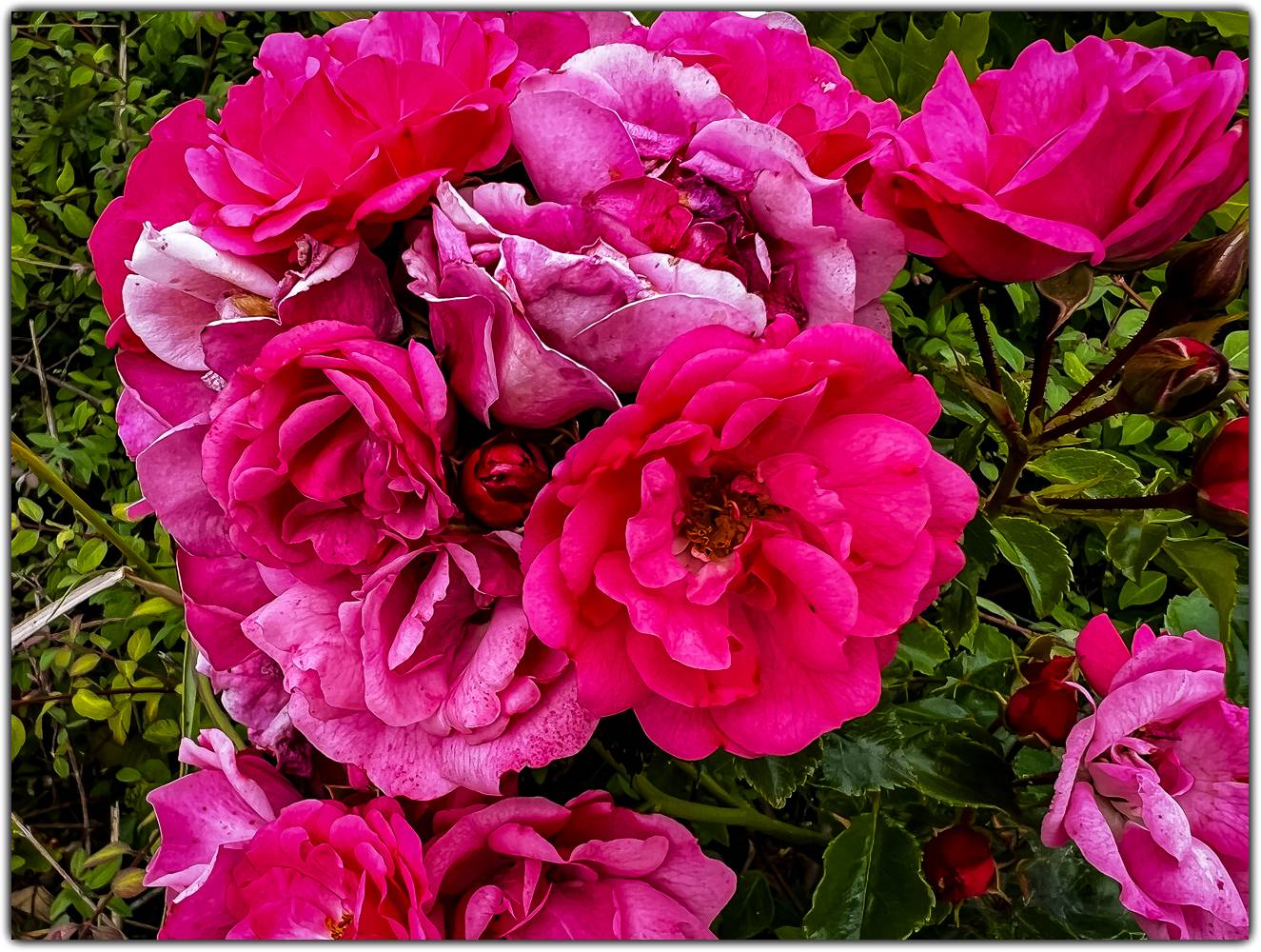 Rosebush