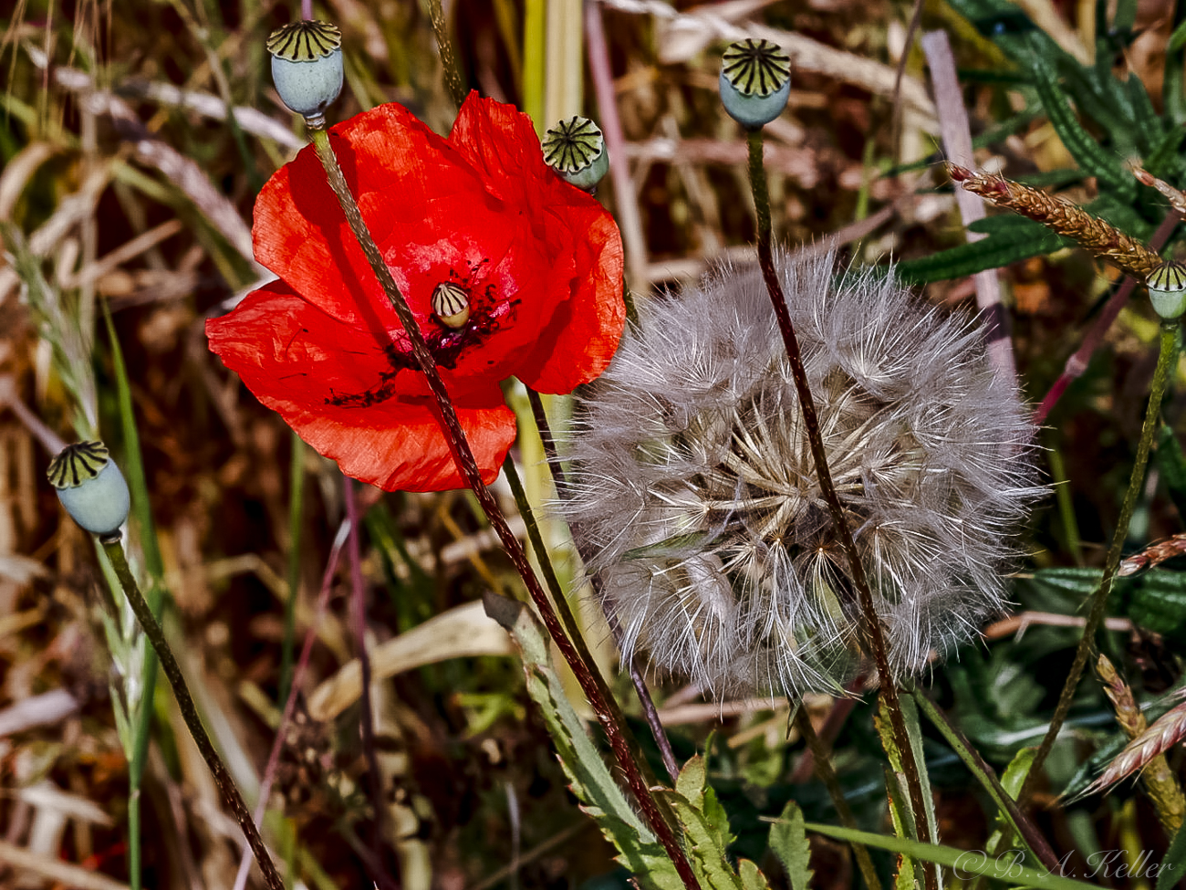 Poppy flower