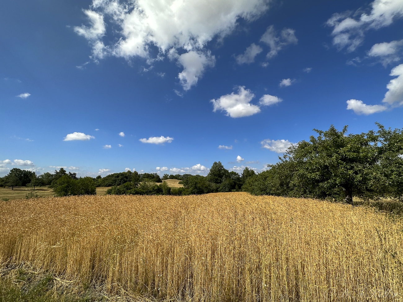 Kornfeld
