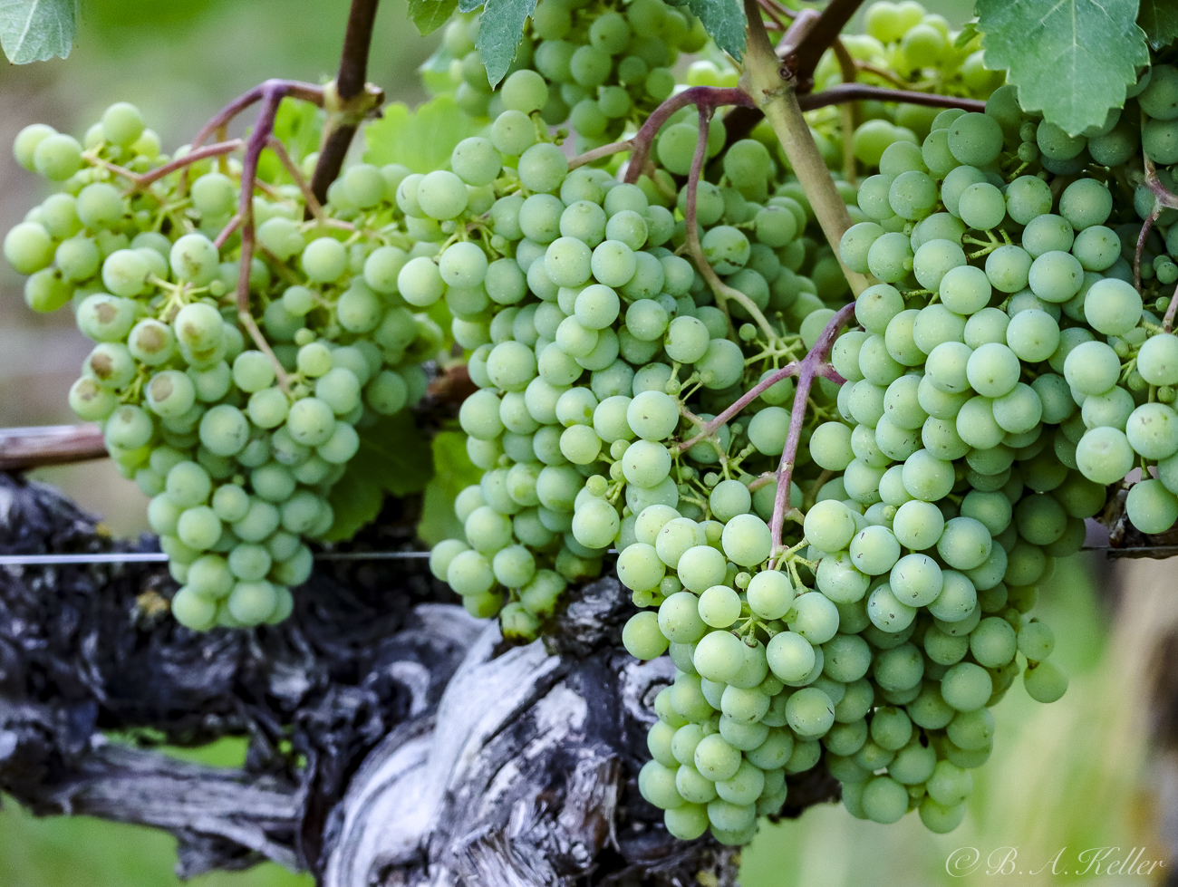 Mller-Thurgau