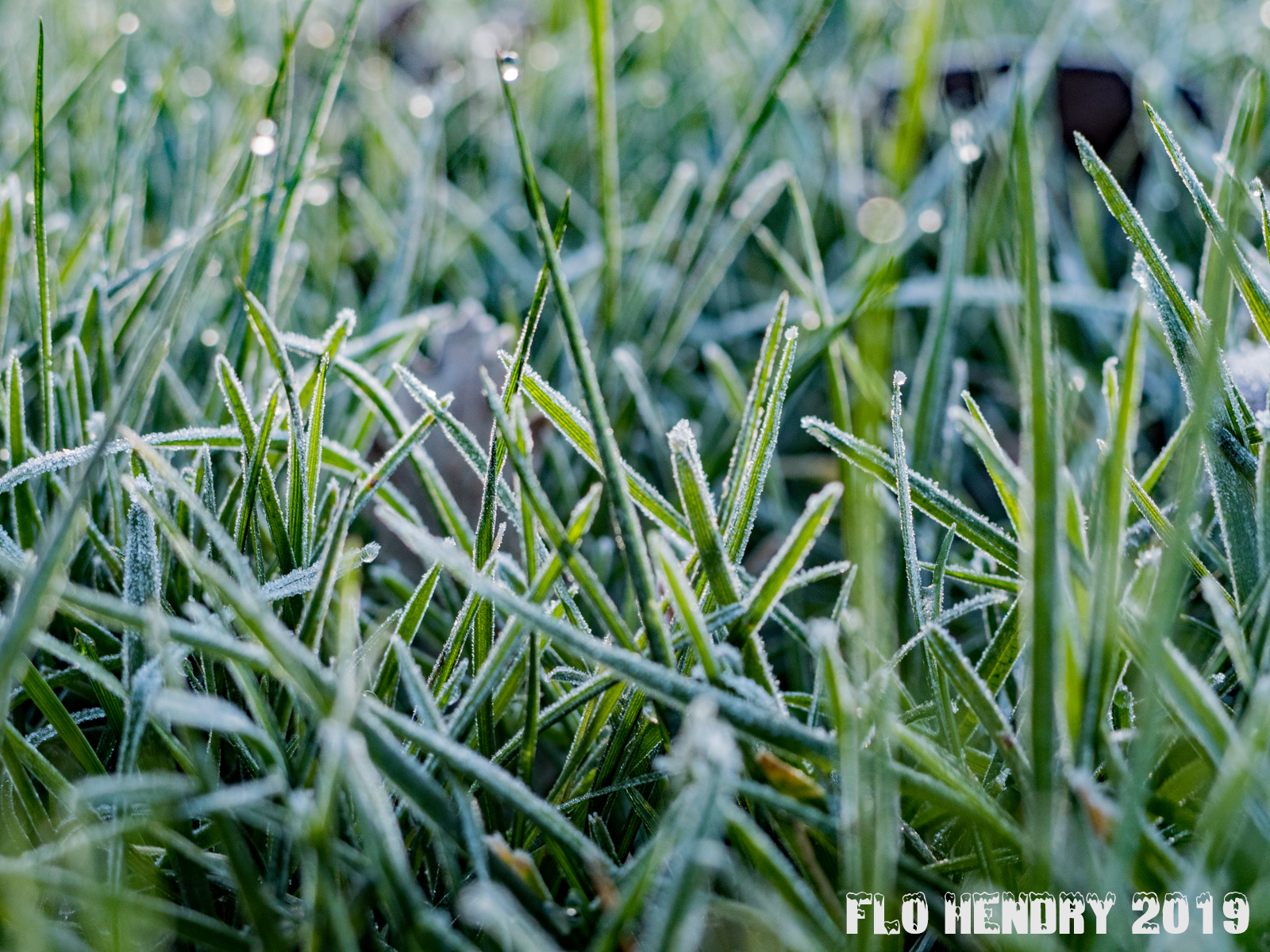 Frosty grass